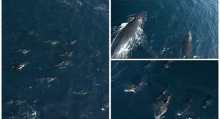 1500 дельфинов-серферов (5 фото + 1 видео)