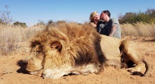 Целующиеся на фоне убитого льва канадцы разгневали защитников природы (5 фото)