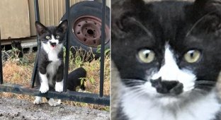 У этого котёнка на носу есть силуэт ещё одного котёнка (3 фото + 1 видео)