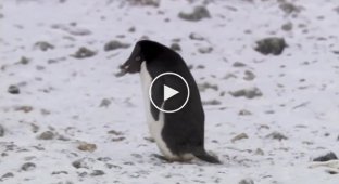 Хитрый пингвин