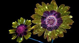 Ослепительные фотографии цветов, освещённых ультрафиолетом (10 фото)
