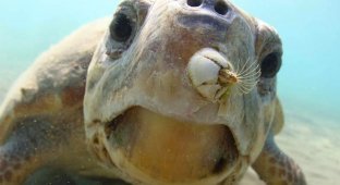 Моллюски, которые топят черепах. Злобные беспозвоночные отстраивают на панцире целые города (5 фото)