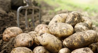 Немного истории о картошке (6 фото)