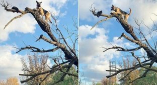 Немецкая овчарка застряла на дереве после погони за кошкой (6 фото)