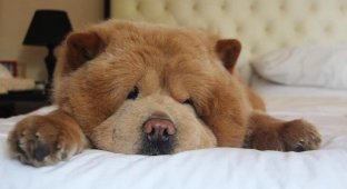 Очаровательный пес Чаудер, похожий на медвежонка (11 фото)
