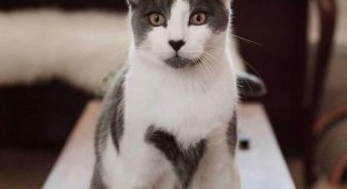 Самый «сердечный» кот (4 фото)