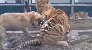 Бесстрашный пес разнял драку льва и тигра