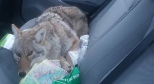 Сбитого на дороге койота приняли за собаку (4 фото + 1 видео)