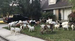 Настоящий козопокалипсис: Американский город атаковали десятки коз (4 фото + 2 видео)