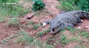 Крокодил схватил мужчину за ногу