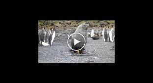 Изнасилование пингвинов морскими котиками