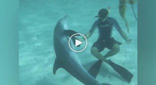 Озабоченный дельфин заинтересовался купальником девушки