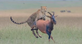В национальном заповеднике гепард напал на антилопу (5 фото)