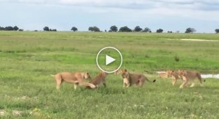 15 львиц атаковали попытавшегося присоединится к их группе молодого льва