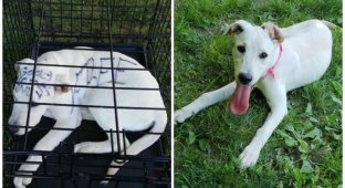 Брошенного щенка нашли в запертой клетке в парке, но это еще не вся история (12 фото)