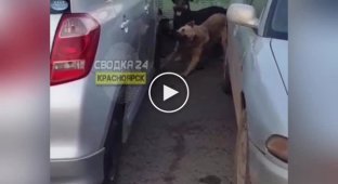 В Красноярске собаки разодрали припаркованный автомобиль