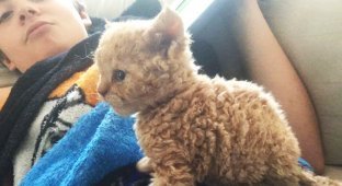 Кудрявый рыжий котенок покорил интернет (7 фото)