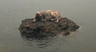 В Греции спасли собаку, которая спряталась от пожаров на маленьком камне в море (2 фото)