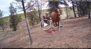 Дикие лошади пытаются скрыться от медведя гризли
