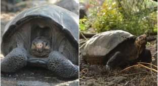 Восставший из мёртвых: найдена черепаха, которая "вымерла" 100 лет назад (5 фото + 1 видео)