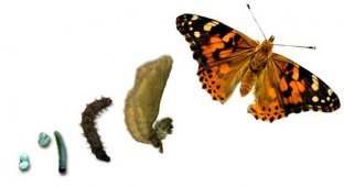 Помнят ли бабочки времена, когда были гусеницами? (4 фото)