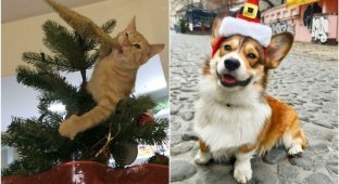 20+ фото с животными, заряженных новогодним настроением (30 фото)