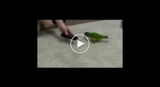 Очень умный попугай, показывает трюки
