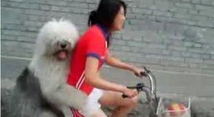 Собака на велосипеде (5 Фото)