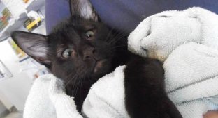 Косоглазый кот Альф стал талисманом ветеринарной клиники в Австралии (7 фото)