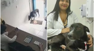 Больной пес с раненой лапой пришел на порог ветклиники (7 фото + 1 видео)