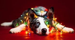 Рождественские портреты собак (10 фото)