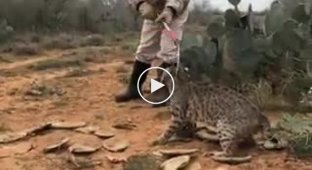 Спасение большой кошки из капкана