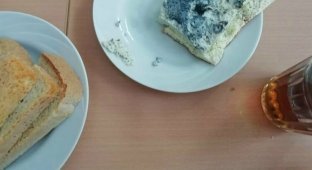 Омских школьников кормят синим омлетом (5 фото)