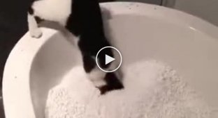 Кот и ванна с пенопластовыми шариками