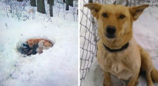 Люди спасли собаку, которая жила в сугробе вместе с щенками (10 фото)