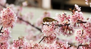 В Японии начинает цвести сакура (11 фото)