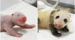 Детеныша панды месяц считали мальчиком, но он оказался девочкой (6 фото)