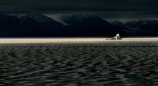 Арктика (15 фото)