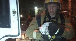 В Петербурге пожарные спасли кошек от пожара (7 фото)