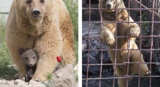 Спасенная из клетки у армянского ресторана медведица Даша родила двух милых медвежат (7 фото)