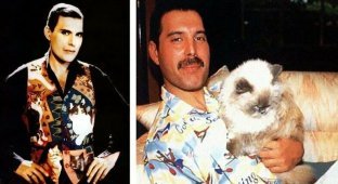 Фредди Меркьюри и его кошки, которых он очень любил и относился к ним, как к своим детям (21 фото)