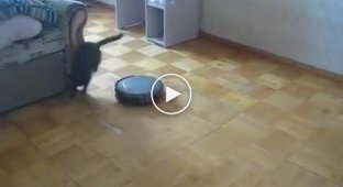 Кот играется с роботом-пылесосом