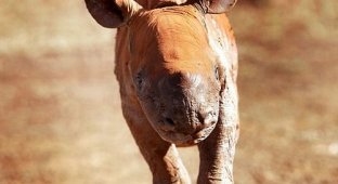  Маленького носорога бросила мама и он прибился к людям (3 Фото)