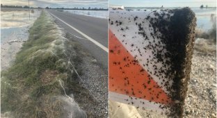 Кошмар для арахнофоба: тысячи пауков вдоль шоссе в Арканзасе (7 фото)