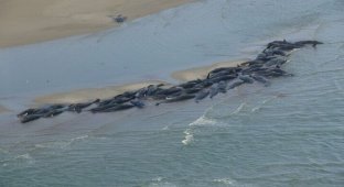  Китовая трагедия (9 фото)