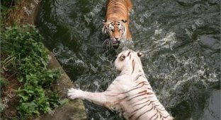 Бой тигров за воду в жаркий день (15 Фото)
