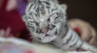 Очаровательная белая бенгальская тигрица родилась в зоопарке Никарагуа (4 фото + 1 видео)