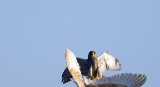  Атака на сову (3 Фото)