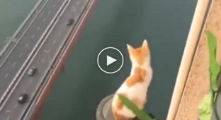 Бесстрашный кот осматривает пейзажи китайского мегаполиса