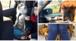 40 собак, узнавших, что их везут к ветеринару (39 фото)